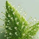 Terpeni (Terpenes)